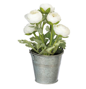 Planter- White Ranunculus