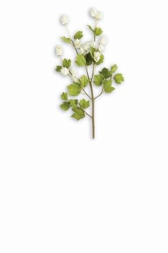 White Hop Stem Flower
